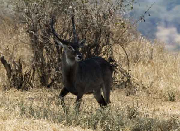 Antílope de Agua - cráter del Ngorongoro - Tanzania.jpg